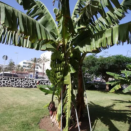 Fantastic With Sea Views * Playa del Ingles (Gran Canaria)